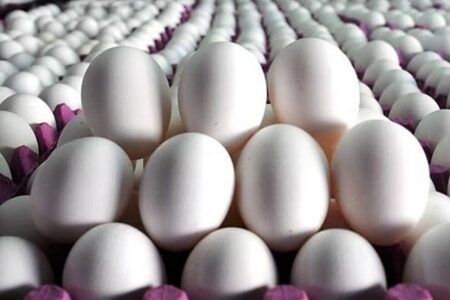 سقوط قیمت تخم‌مرغ؛ نرخ درب مرغداری ۱۲۵ هزار تومان شد