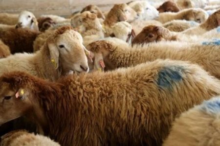 سقوط قیمت دام‌زنده به زیر ۵۰۰ هزار تومان؛ بازار گوشت در بحران