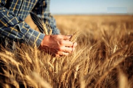 آخرین مهلت اعلام قیمت گندم: گندمکاران منتظر خبر نهایی باشند