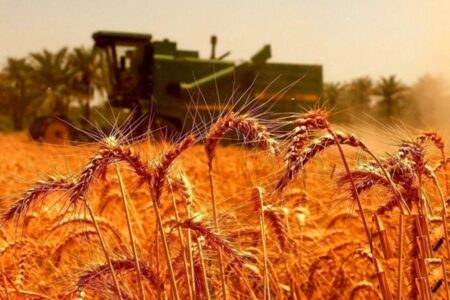خبر مهم برای گندمکاران؛ تاریخ اعلام قیمت جدید گندم مشخص شد