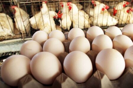 اعلام قیمت جدید مرغ و تخم‌مرغ؛ بالاتر از این نرخ نخرید