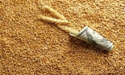 ارز واردات گندم به ازای هر دلار چند تومان شد؟