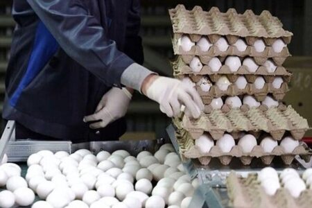 قیمت روز کالاهای اساسی؛ هر شانه تخم‌مرغ چند؟+جدول