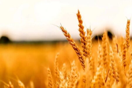 خبر خوش برای گندم‌کاران؛ آغاز پرداخت مطالبات از امروز