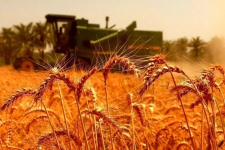 خبر مهم برای گندمکاران؛ واریز ۵۰ درصد مطالبات در راه است