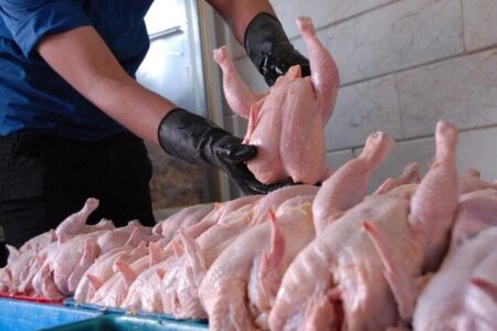 خبر مهم برای مرغداران؛ صادرات مرغ فقط به این شرط
